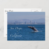 サンディエゴでのクジラのジャンプ ポストカード (正面/裏面)