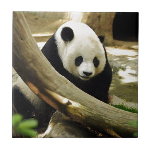 サンディエゴの動物園のジャイアントパンダ高高 タイル