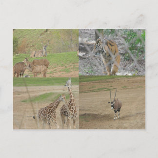 サンディエゴサファリパーク ポストカード