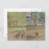 サンディエゴサファリパーク ポストカード (正面/裏面)