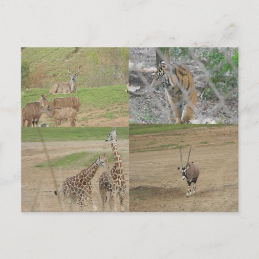 サンディエゴサファリパーク ポストカード (正面)