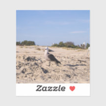 サンディエゴシーガル