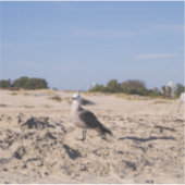 サンディエゴシーガル シール (正面)