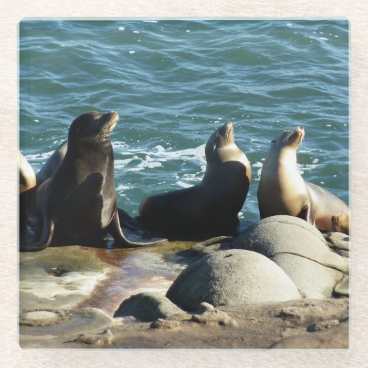 サンディエゴシーライオンズ ガラスコースター (正面)