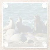 サンディエゴシーライオンズ ガラスコースター (裏面)