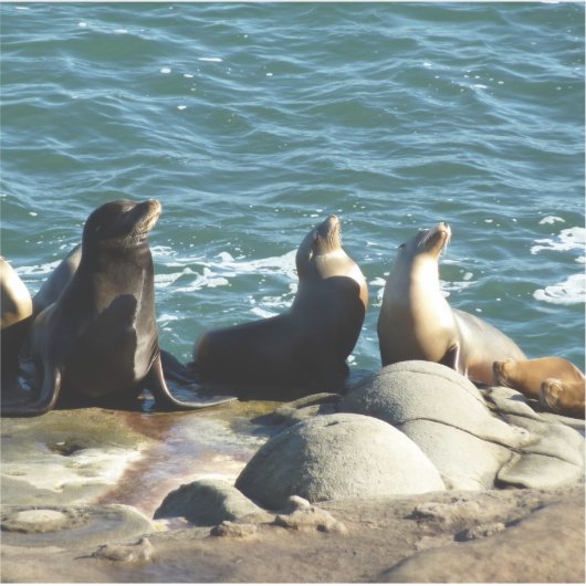 サンディエゴシーライオンズ シール (正面)