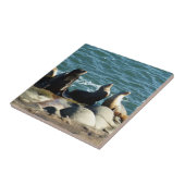 サンディエゴシーライオンズ タイル (側面)