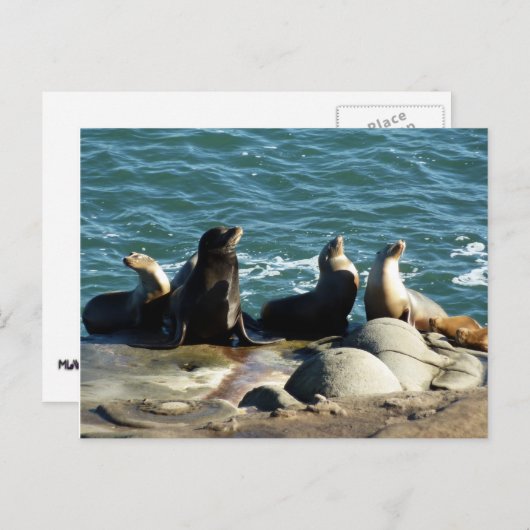 サンディエゴシーライオンズ ポストカード (正面/裏面)