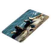 サンディエゴシーライオンズ マグネット (左側)