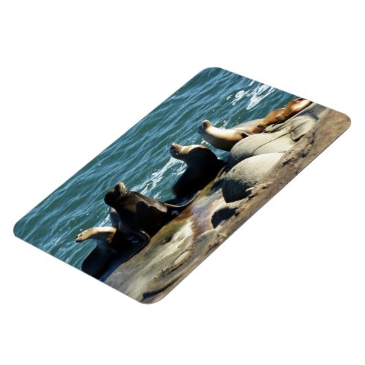 サンディエゴシーライオンズ マグネット (左側)