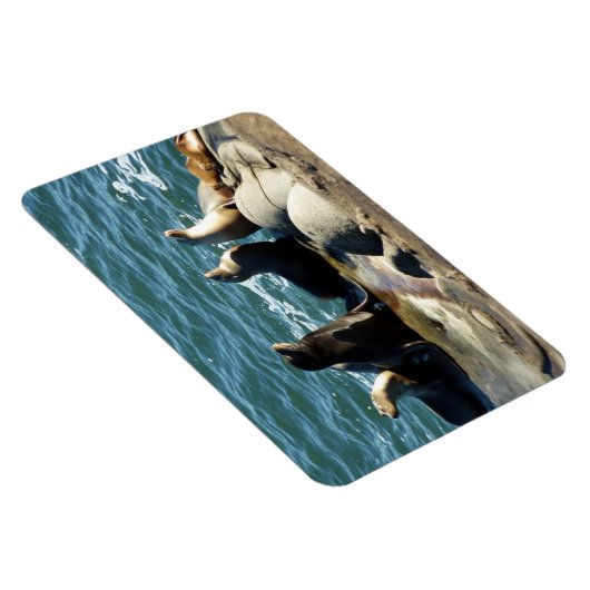 サンディエゴシーライオンズ マグネット (右側)