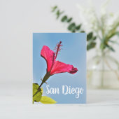 サンディエゴハイビスカス シーズンポストカード (スタンド正面)