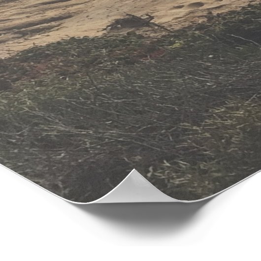 サンディエゴフォトトーレイパインズビーチラージプリント ポスター (角)