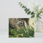 サンディエゴ動物園のブルーヘロン ポストカード (スタンド正面)