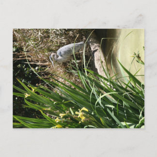 サンディエゴ動物園のブルーヘロン ポストカード