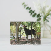 サンディエゴ動物園 ポストカード (スタンド正面)