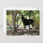 サンディエゴ動物園 ポストカード (正面/裏面)