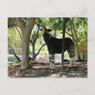 サンディエゴ動物園 ポストカード