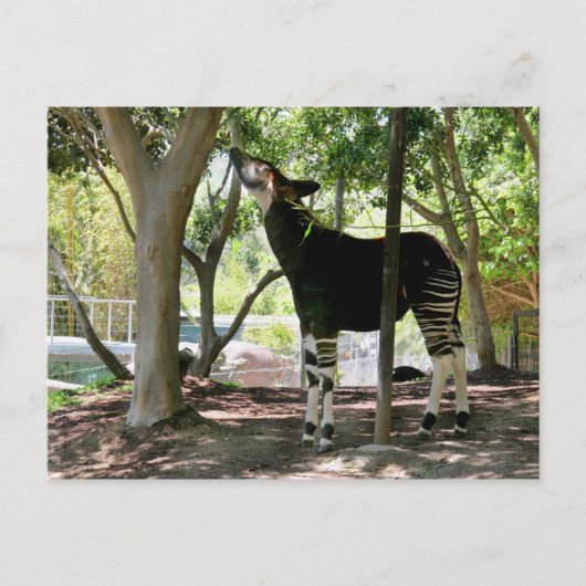 サンディエゴ動物園 ポストカード (正面)