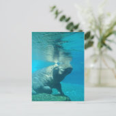 サンディエゴ動物園 ポストカード (スタンド正面)