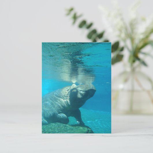 サンディエゴ動物園 ポストカード (スタンド正面)