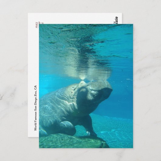 サンディエゴ動物園 ポストカード (正面/裏面)