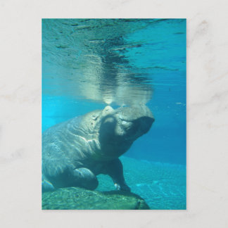 サンディエゴ動物園 ポストカード