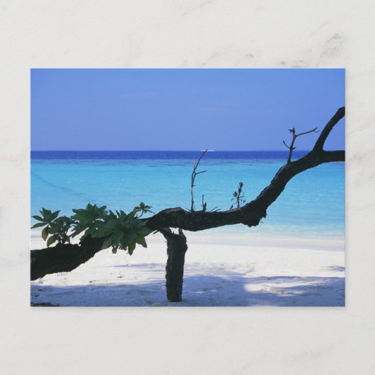 サンディビーチ8 ポストカード (正面)