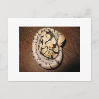 サンディンボールピタゴン ポストカード