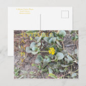 サンディ9月 ポストカード (正面/裏面)