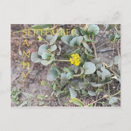 サンディ9月 ポストカード (正面)