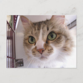 サンディ 案内ポストカード