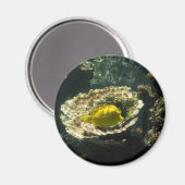 サンデッドのサンフィッシュ マグネット (正面/裏面)