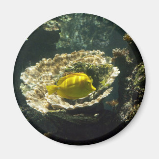 サンデッドのサンフィッシュ マグネット