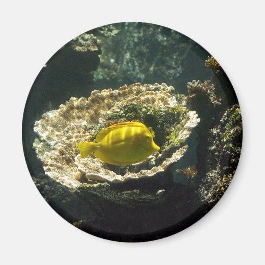 サンデッドのサンフィッシュ マグネット (正面)