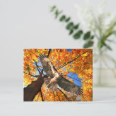 『サンデー·ホーク』はがき ポストカード (スタンド正面)