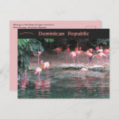 サントドミンゴ・ドミニカ共和国のフラミンゴ ポストカード (正面/裏面)