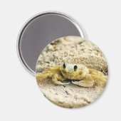 サンドカニ，キュラソーカリブの島，写真 マグネット (正面/裏面)