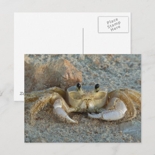 サンドカニ ポストカード (正面/裏面)