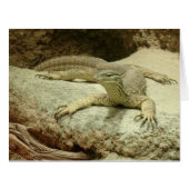 サンドゴアナ (正面横)