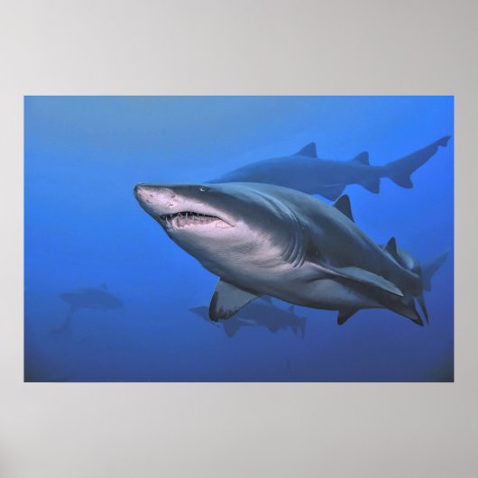 サンドタイガーシャーク ポスター (正面)