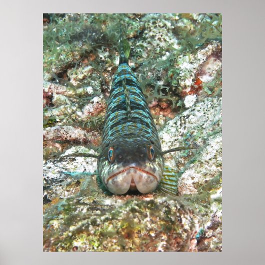 サンドダイバーヘッドオン ポスター (正面)