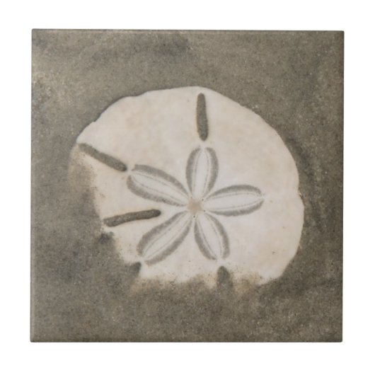 サンドダラー (Echinarachnius parma) タイル (正面)