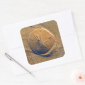 サンドドルがビーチ |ヒルトンヘッドアイランド スクエアシール (封筒)