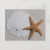 サンドドルとヒトデのはがき ポストカード (正面)