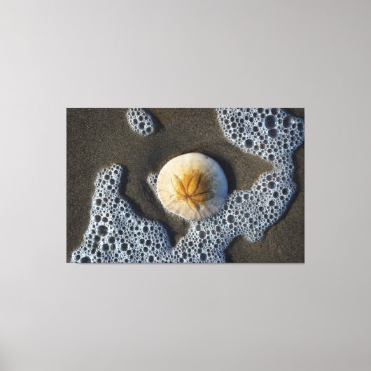 サンドドルインザサーフビーチキャンバスアートフォト キャンバスプリント (正面)