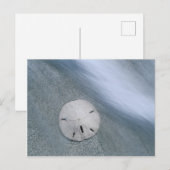 サンドドルオンビーチ |サニベル島（フロリダ州） ポストカード (正面/裏面)