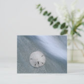 サンドドルオンビーチ |サニベル島（フロリダ州） ポストカード (スタンド正面)