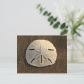 サンドドルシェルビーチはがき(カラー写真) ポストカード (スタンド正面)