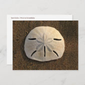 サンドドルシェルビーチはがき(カラー写真) ポストカード (正面/裏面)